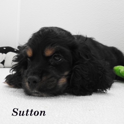 puppy, for, sale, Cocker Spaniel, Joe & Cherri  Overlease, dog, breeder, Miller, MO, dog-breeder, puppy-for-sale, forsale, nearby, find, puppyfind, locator, puppylocator, aca